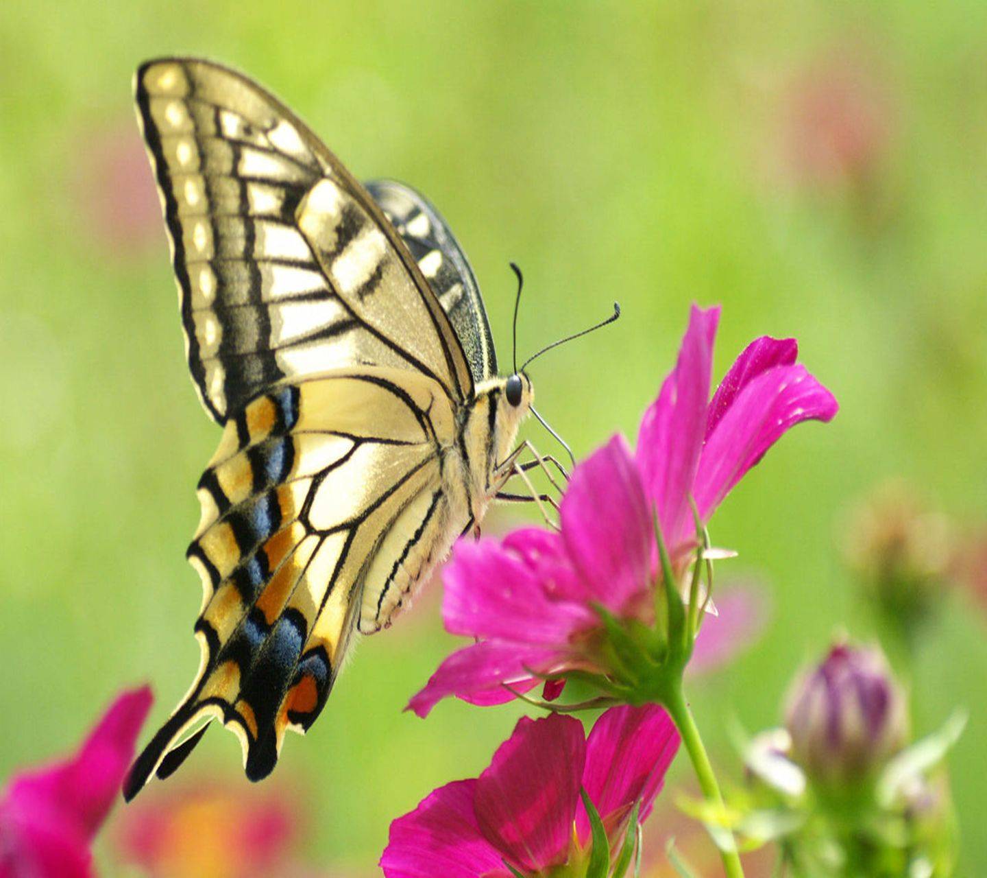 Amazing Nature Butterfly Wallpapers - Top Free Amazing Nature Butterfly ...