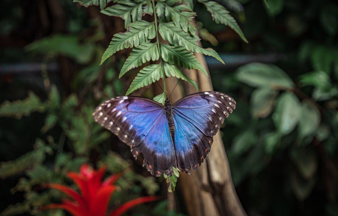 1332x850 Wallpaper leaves, nature, butterfly .