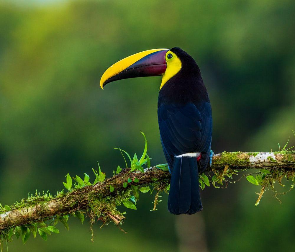 1000x854 Bird Wallpaper: Free HD Download .com