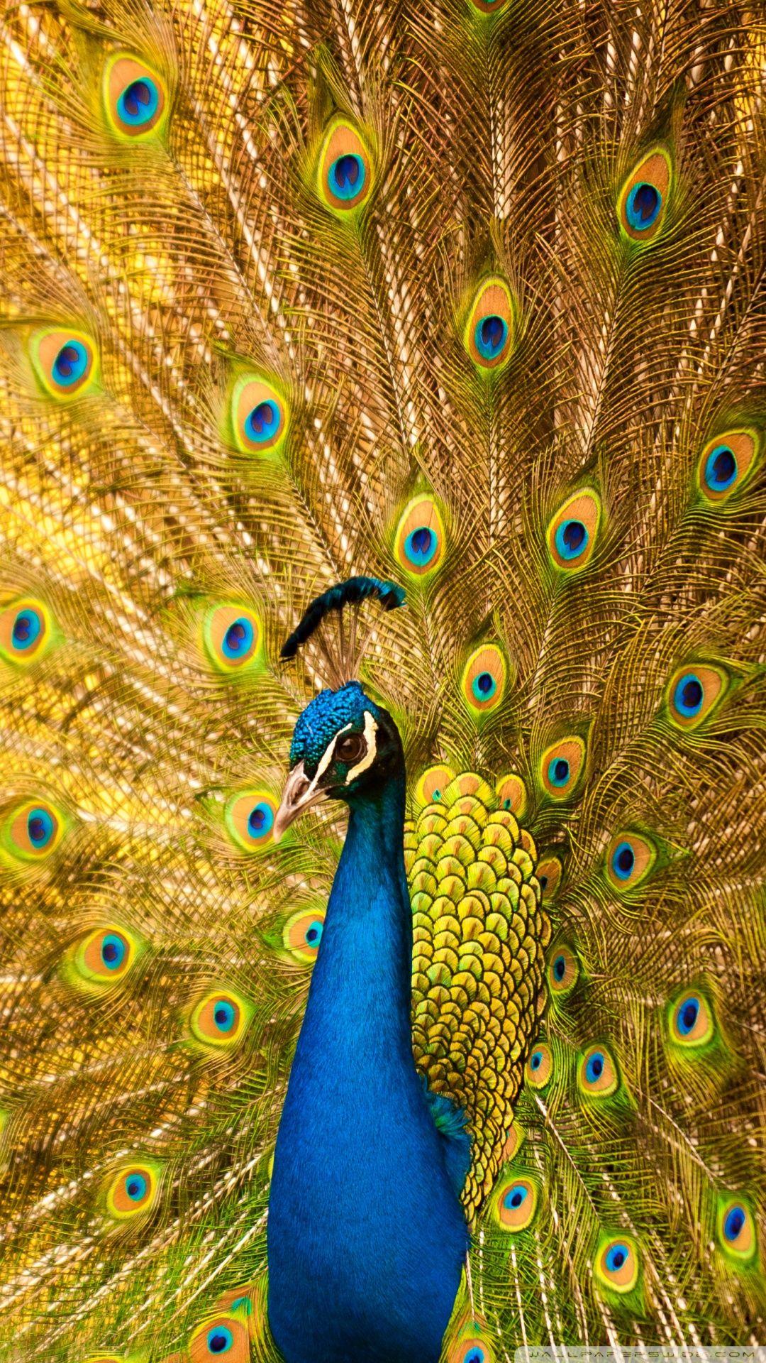 1080x1920 Most Beautiful Birds in the World Ultra .