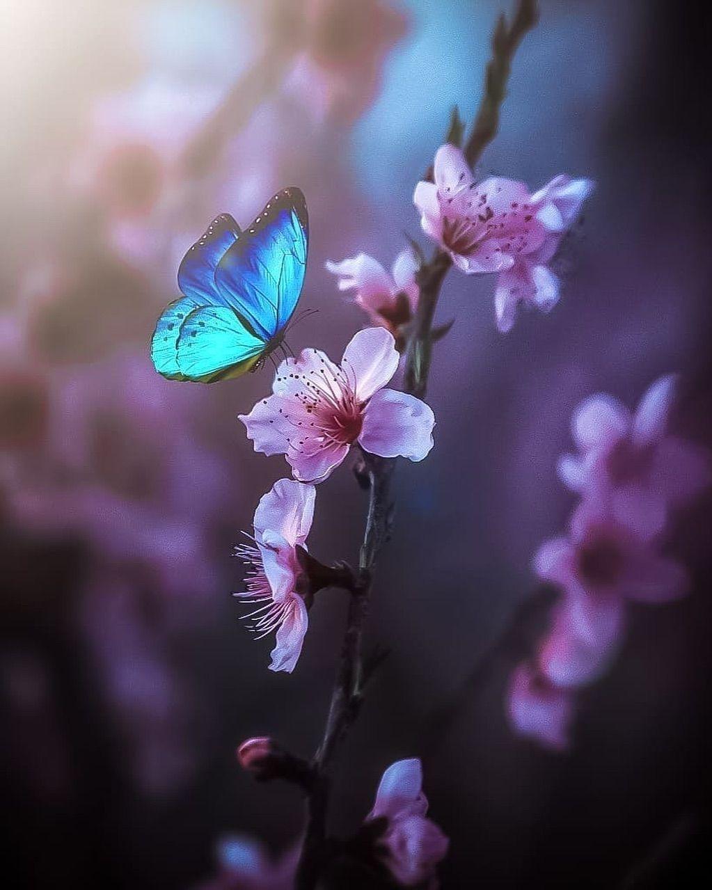 1023x1279 Butterfly wallpaper .com
