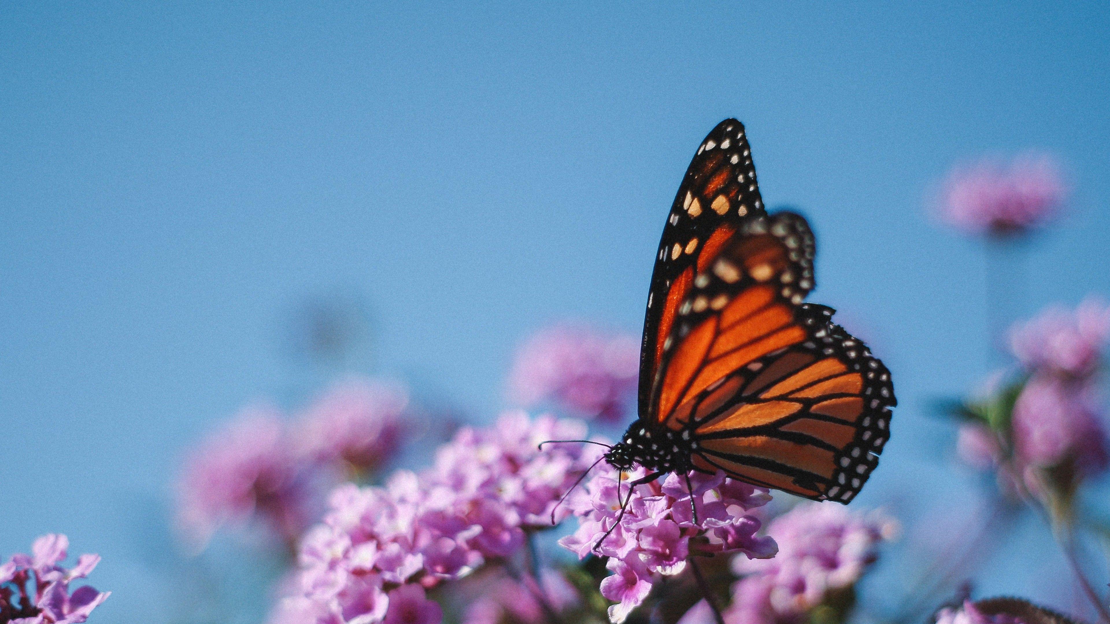 3840x2160 Nature Wallpaper Full HD