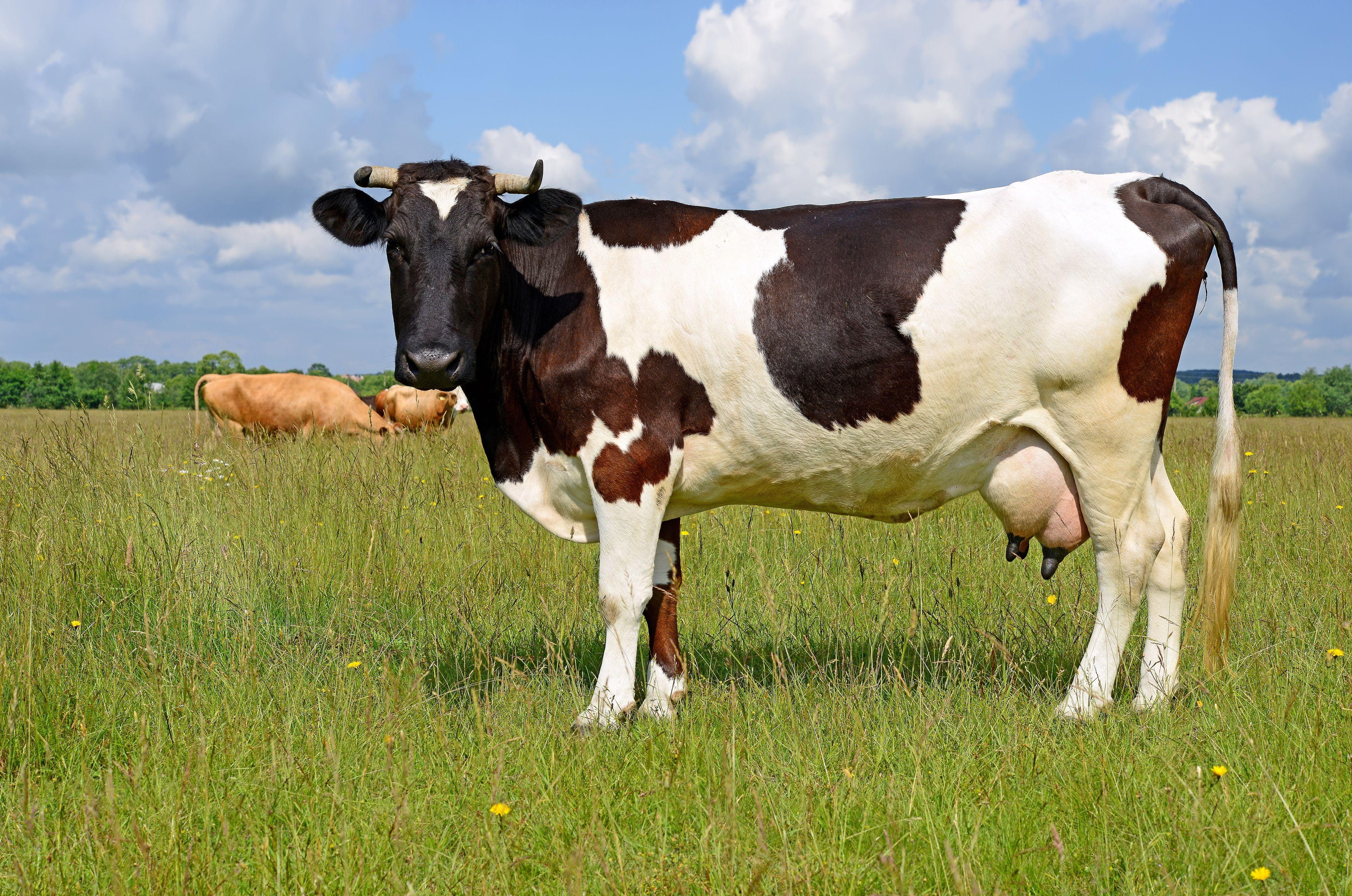 4291x2845 Awesome Cow HD Wallpaper 836 .itl.cat