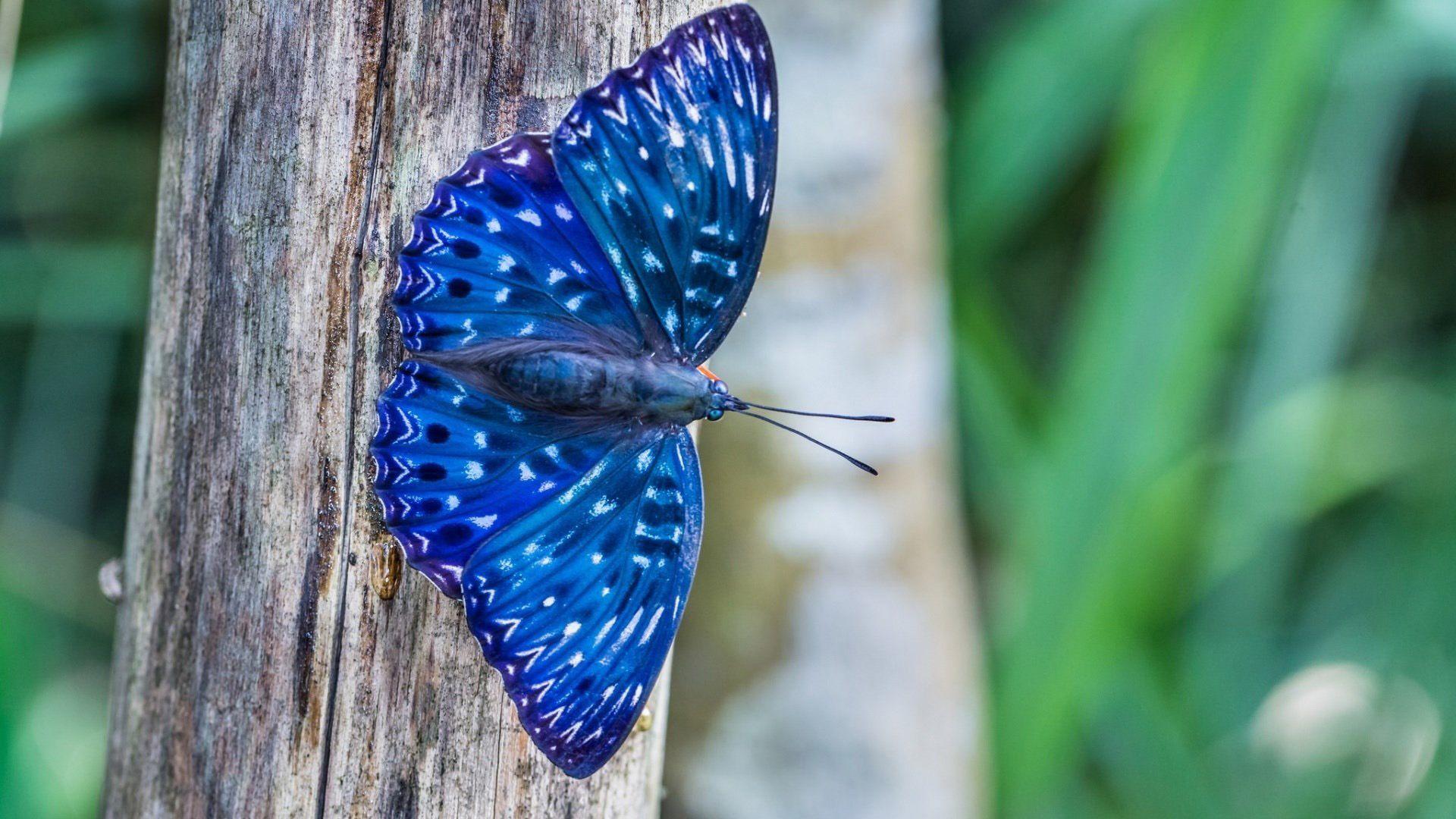 1920x1080 The Most Beautiful Butterflies