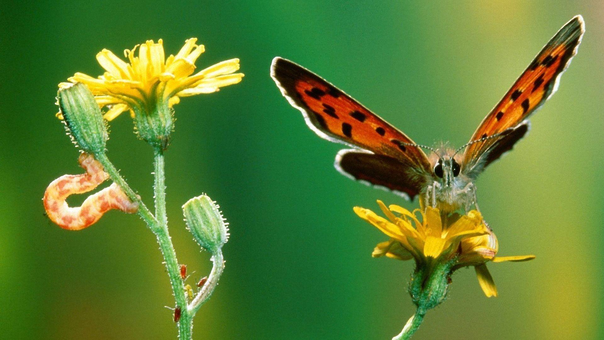 1920x1080 High Definition Butterfly Wallpaper HD .itl.cat