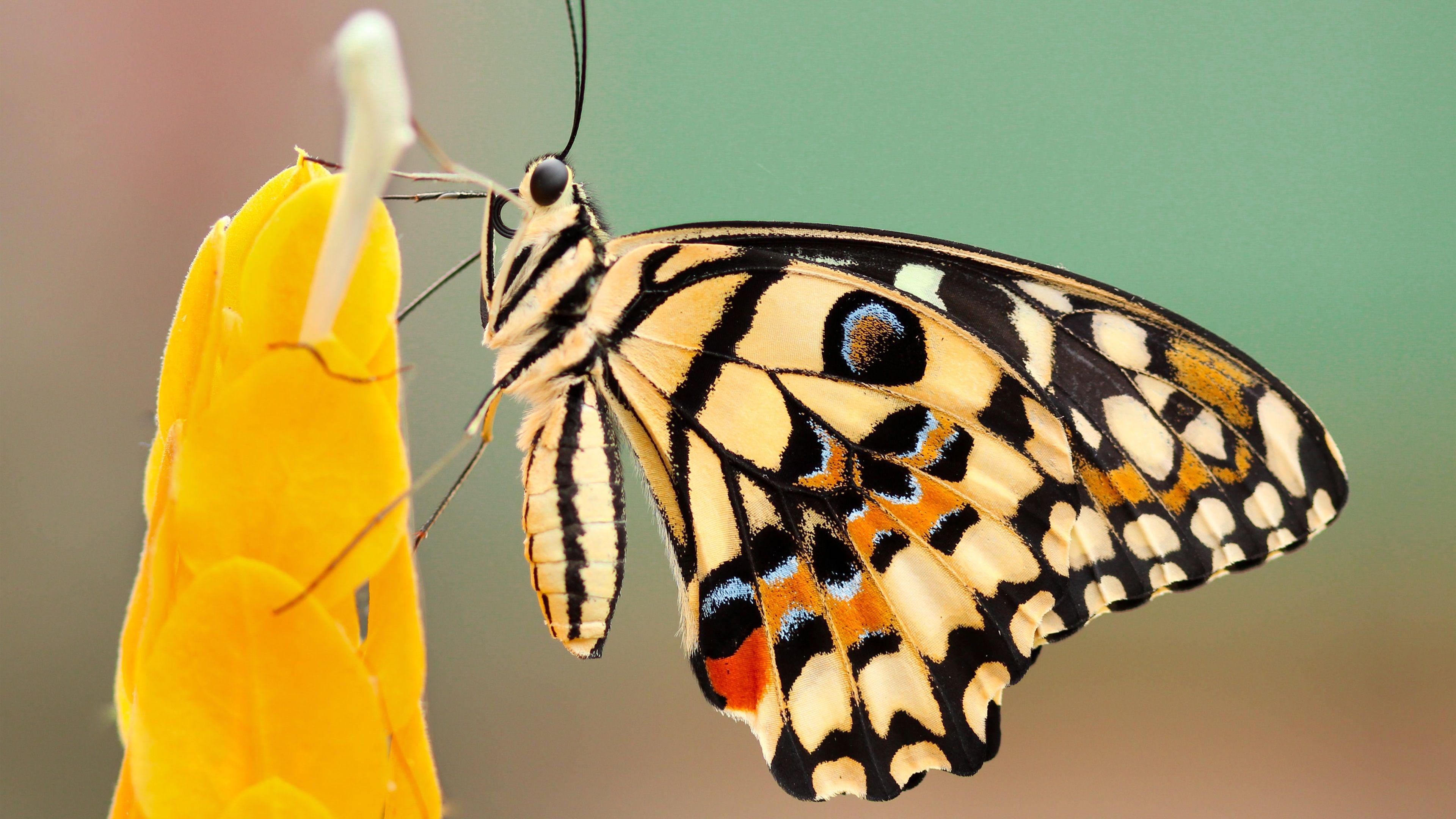 3840x2160 Butterfly 4K