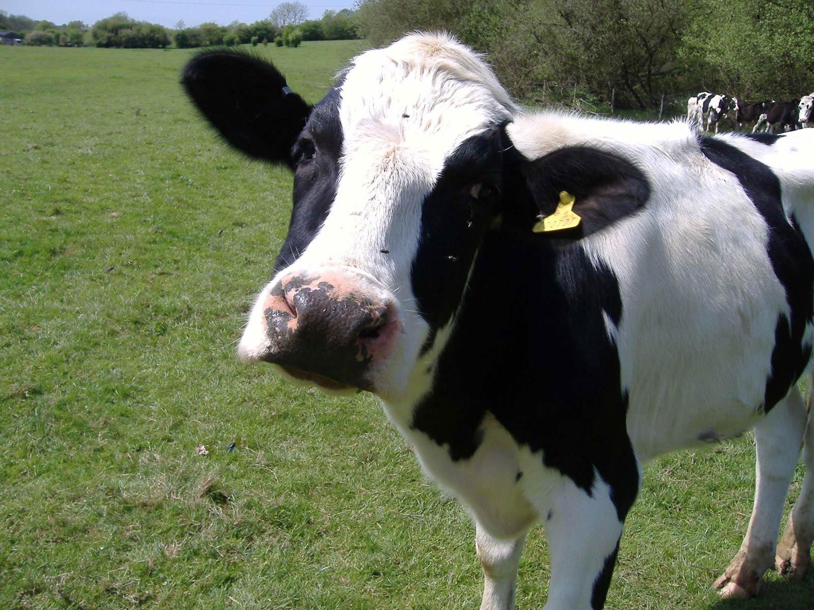 1600x1200 Free Cow Wallpaper