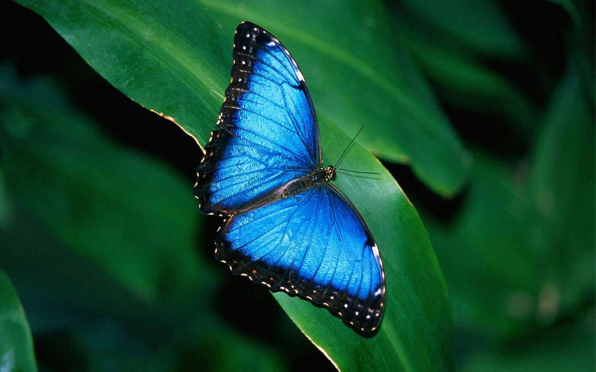 1920x1200 Free download Blue Butterfly Wallpaper .