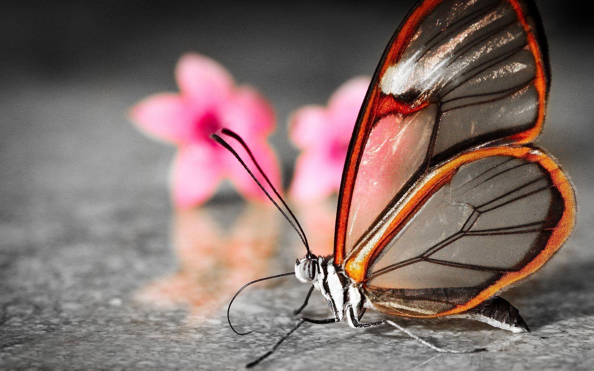 1920x1200 3D butterfly Wallpaper Unique butterfly .