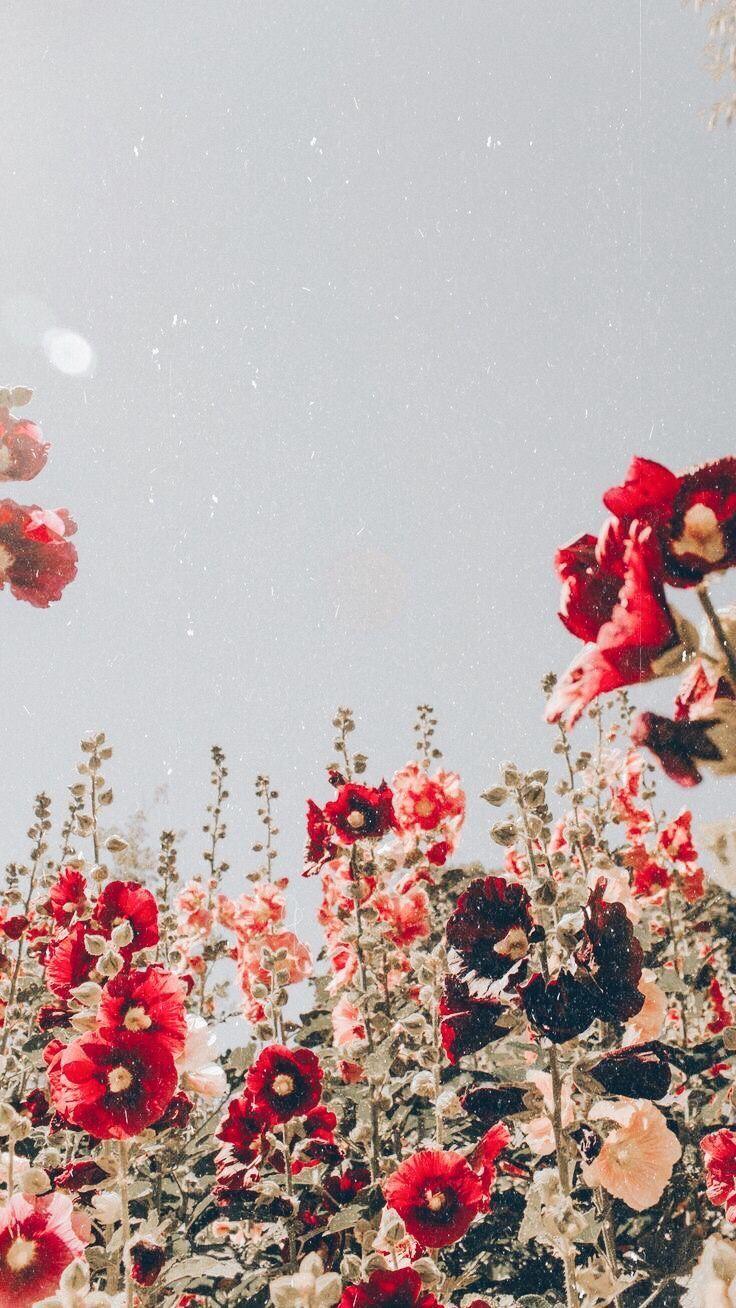 736x1308 Flower aesthetic, Flower wallpaper .de