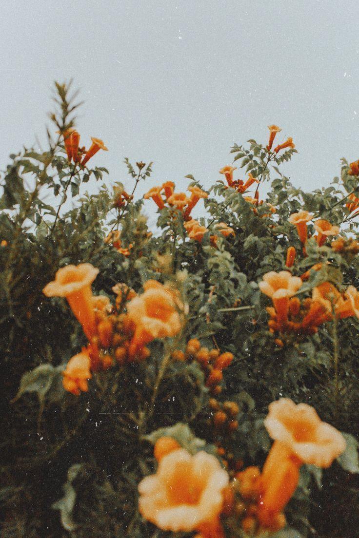736x1104 Flower aesthetic, Aesthetic wallpaper .com