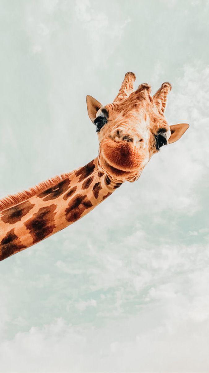 675x1200 Cute animals, Wild animal wallpaper .com