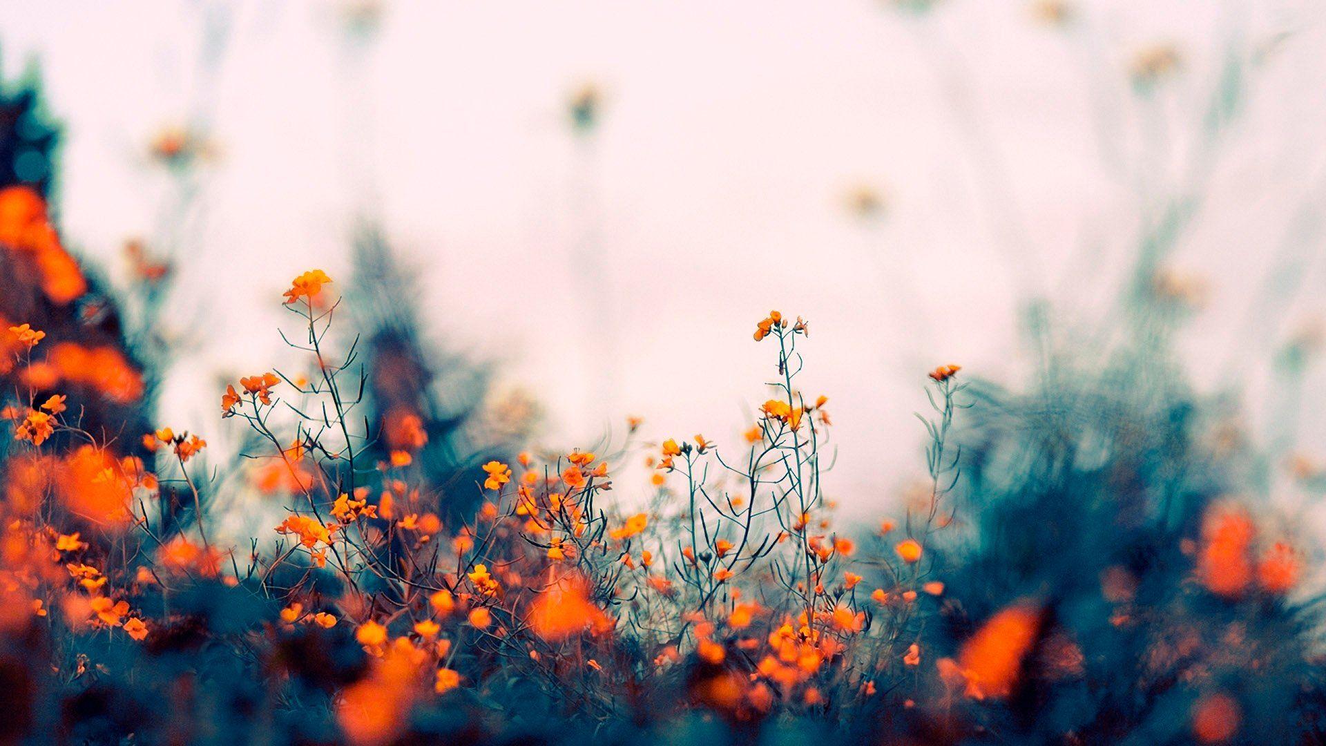 1920x1080 Free download Nature Apple Apple Mac .