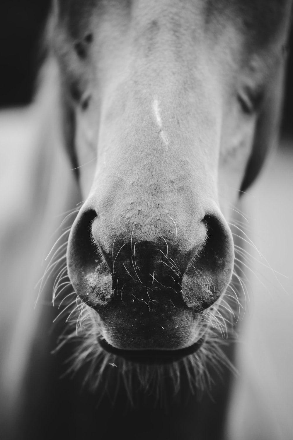 1000x1503 Wallpaper Black And White Horse
