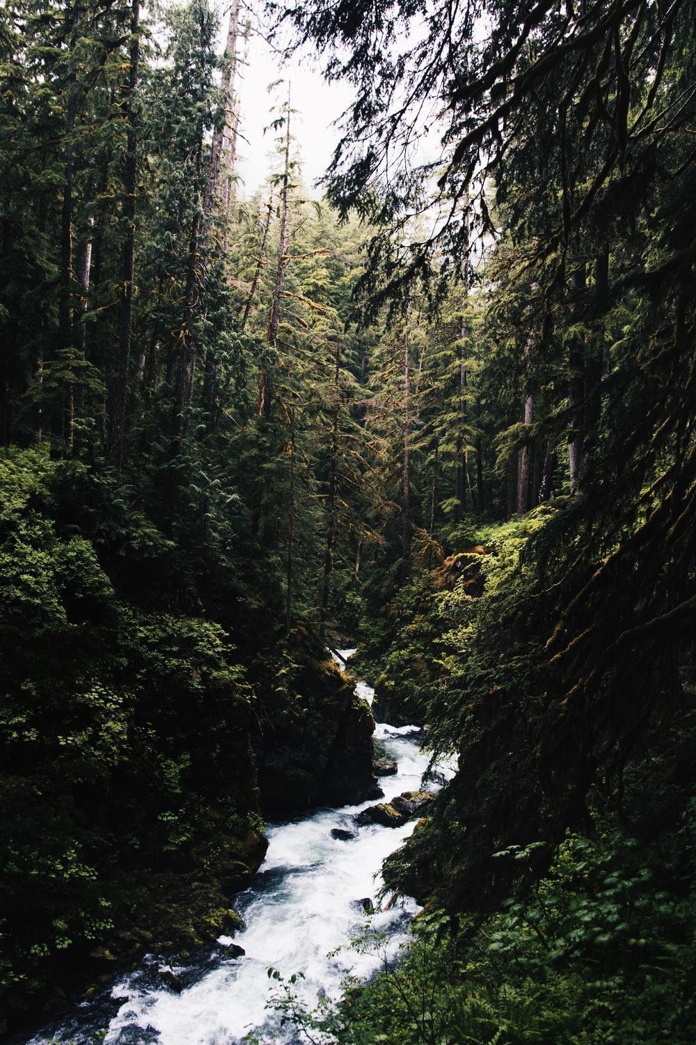 1000x1500 Soft Green Nature Aesthetic Wallpaper .novocom.top