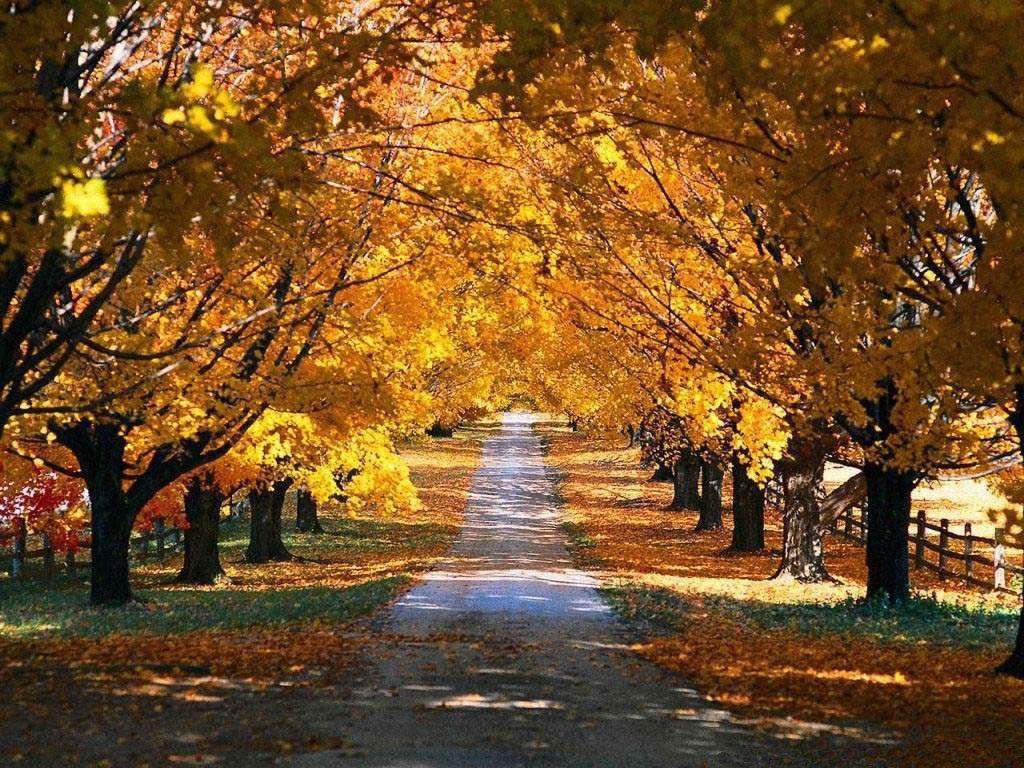 1024x768 Autumn road desktop PC and Mac .