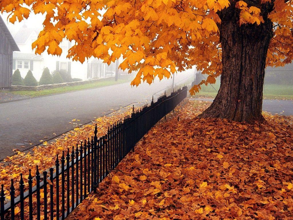 1024x768 Beautiful Autumn Wallpaper .