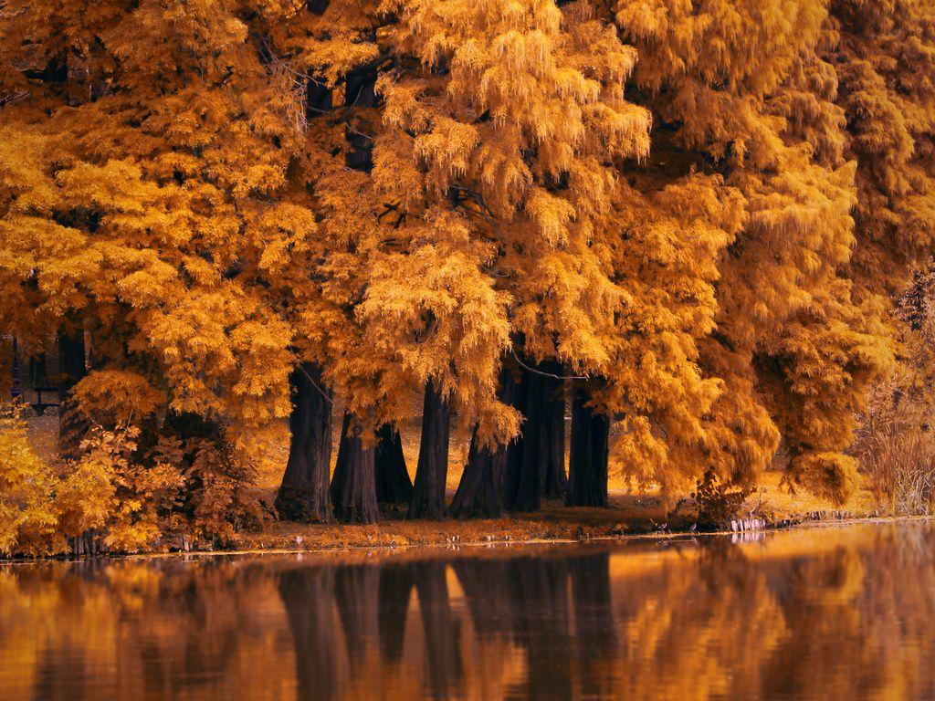 1024x768 Autumn Fall Nature 4k 1024x768 .
