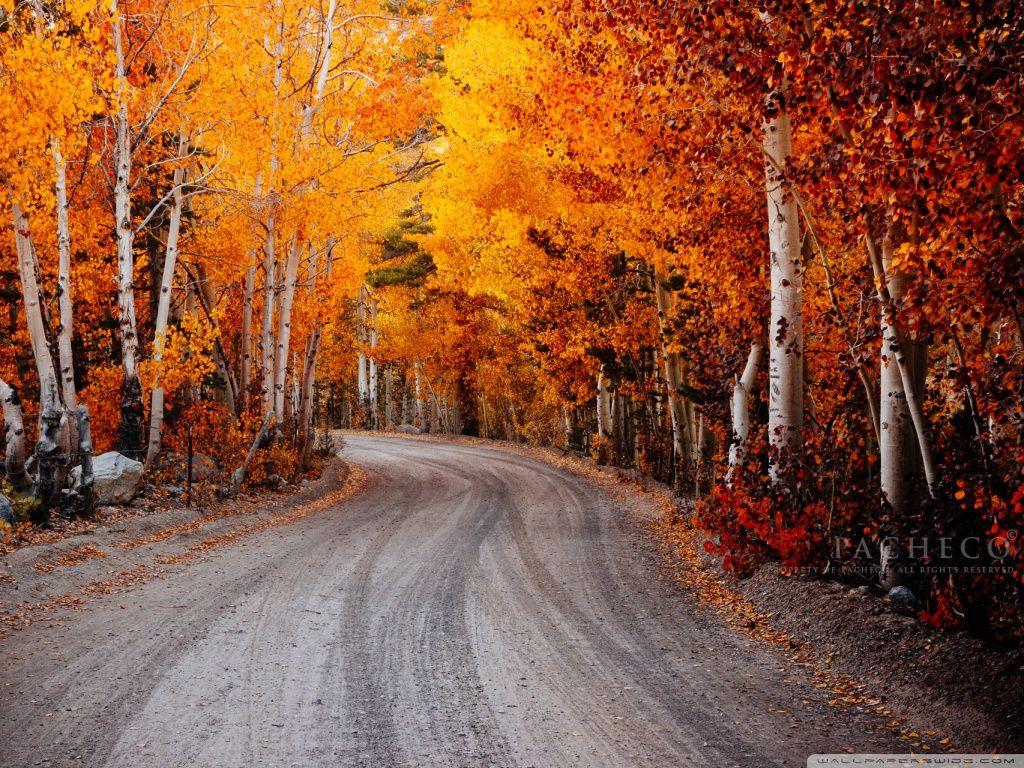 1024x768 Autumn, California Ultra HD Desktop .