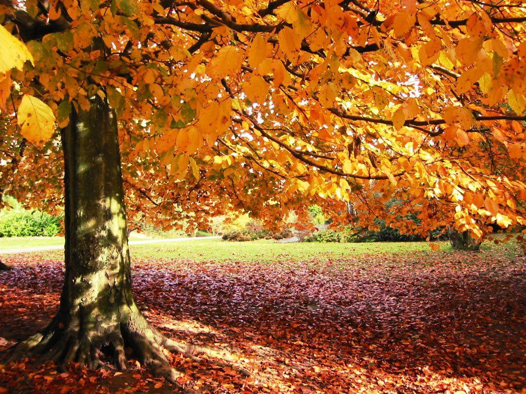 1024 X 768 Autumn Wallpapers - Top Free 1024 X 768 Autumn Backgrounds ...