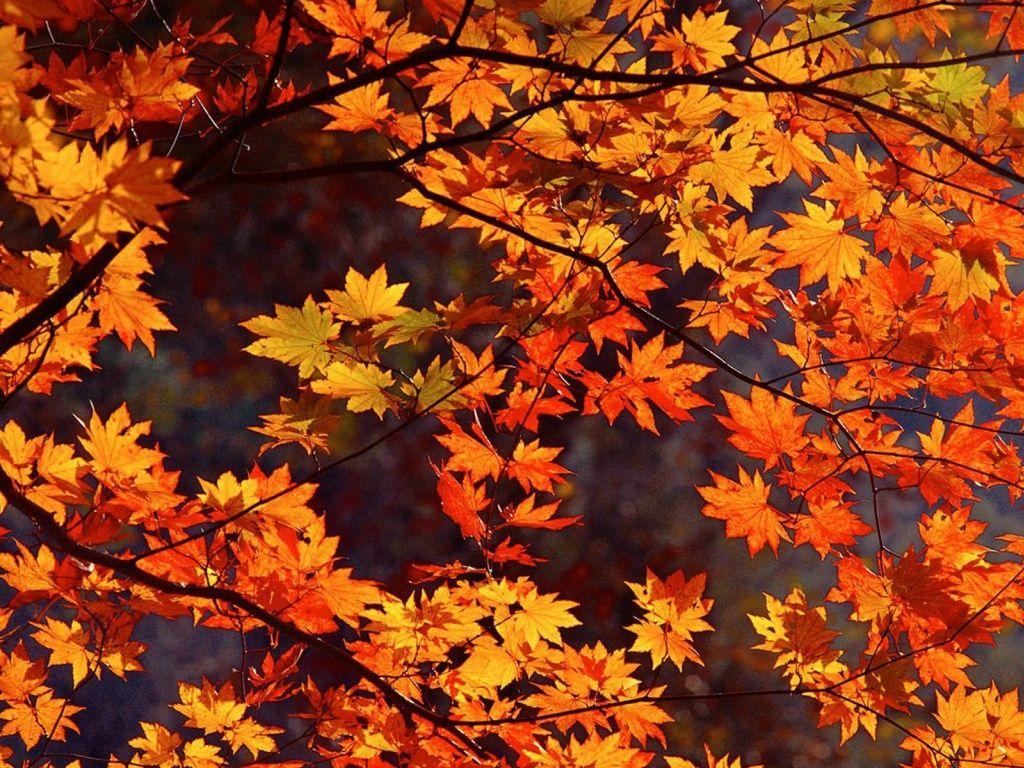 1024x768 Japan Autumn desktop PC and .