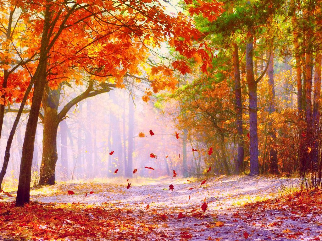 1024 X 768 Autumn Wallpapers - Top Free 1024 X 768 Autumn Backgrounds ...