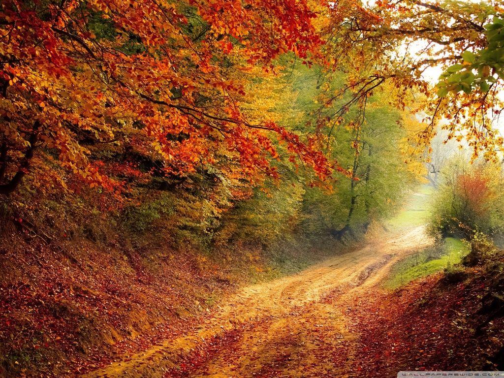 1024x768 Fall Foliage Ultra HD Desktop .
