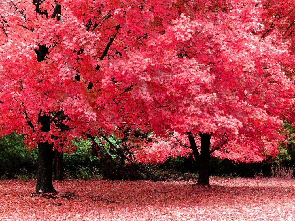 1024x768 Autumn Wallpaper Download Group Wallpaper