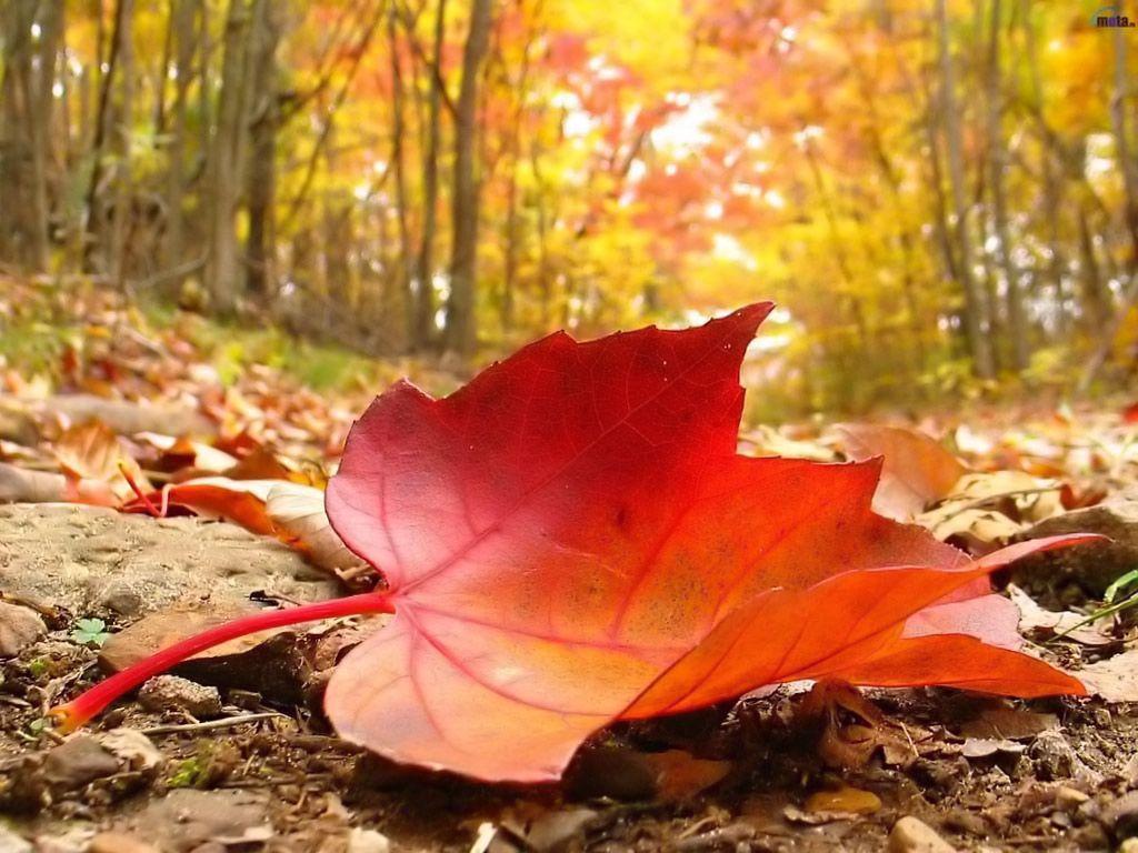 1024x768 Autumn Wallpaper For Desktop Wallpaper .avante.biz