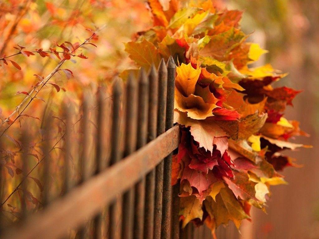 1024x768 Autumn Season Wallpaper. Free Autumn .