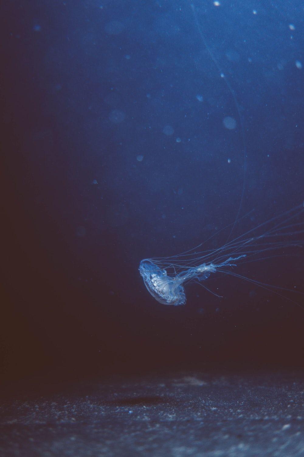 1000x1500 Deep Sea Picture [HD]. Download .com
