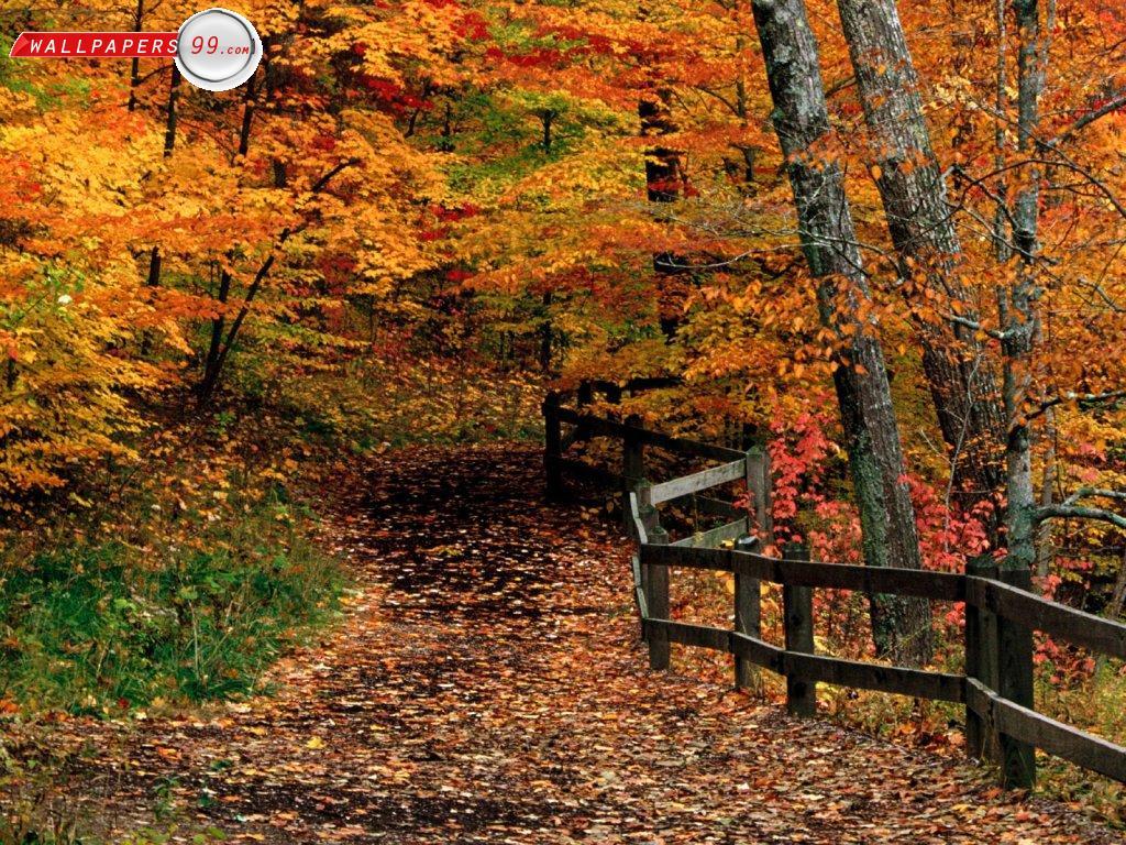 1024x768 Sombre Autumn Scenes Wallpaper .