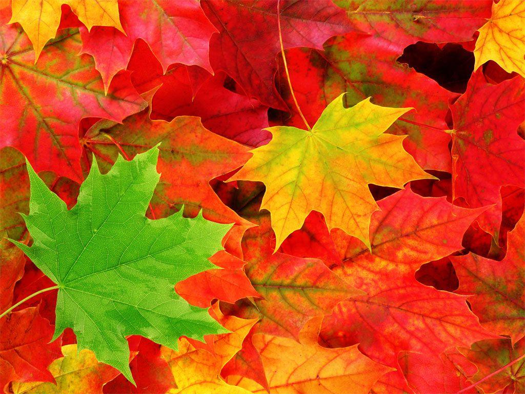 1024x768 Most Beautiful Fall Leaves .
