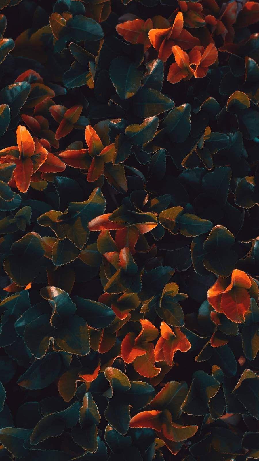 900x1600 Autumn Art iPhone Wallpaper in 2020 .com