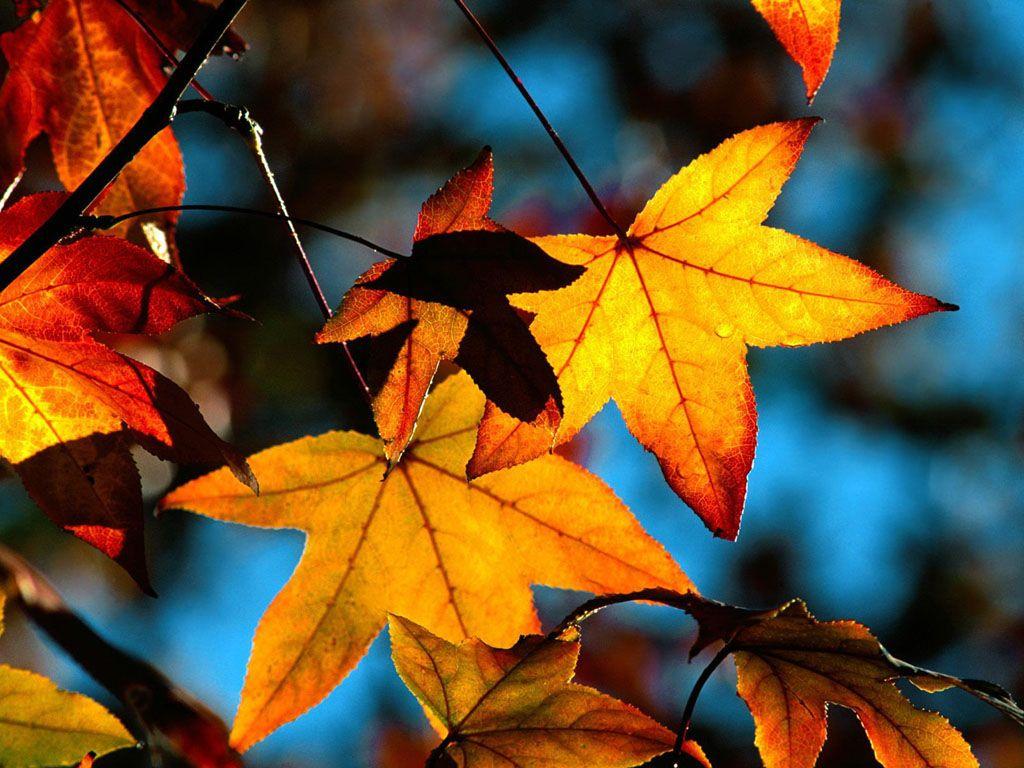 1024x768 Windows Desktop Background Autumngood For Oily Skin.