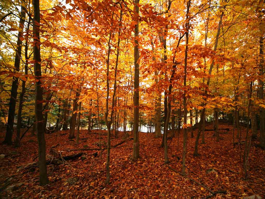 1024x768 Autumn Desktop Background .