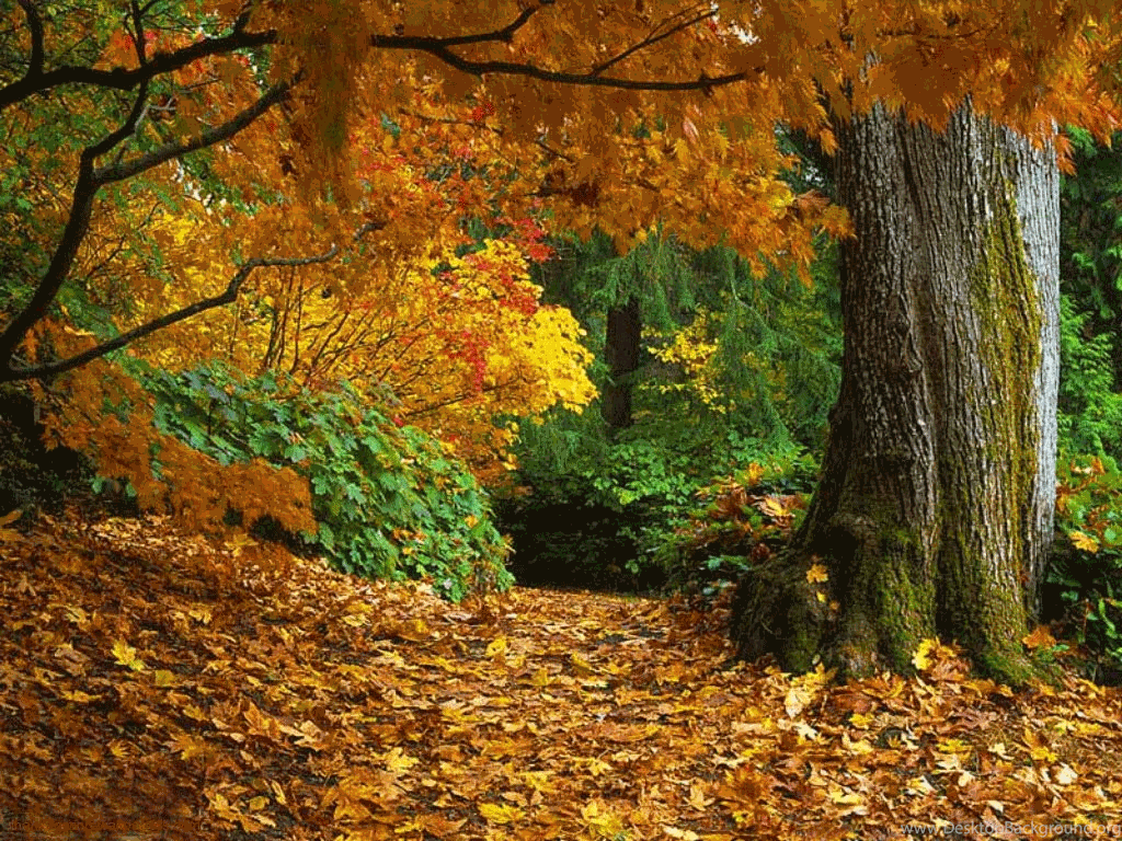1024x768 Autumn Leaves Falling Gif Wallpaper .