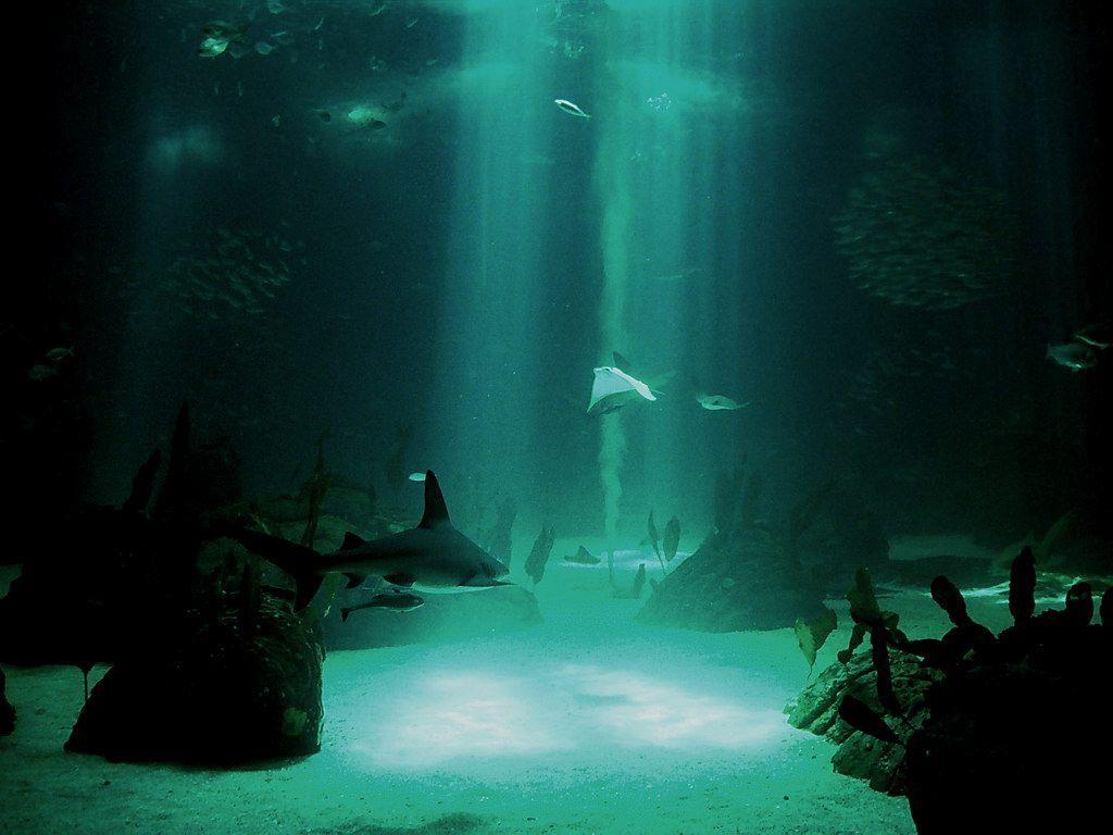 1024x768 Ocean Wallpaper Underwater. Homz.xyzwallpaper