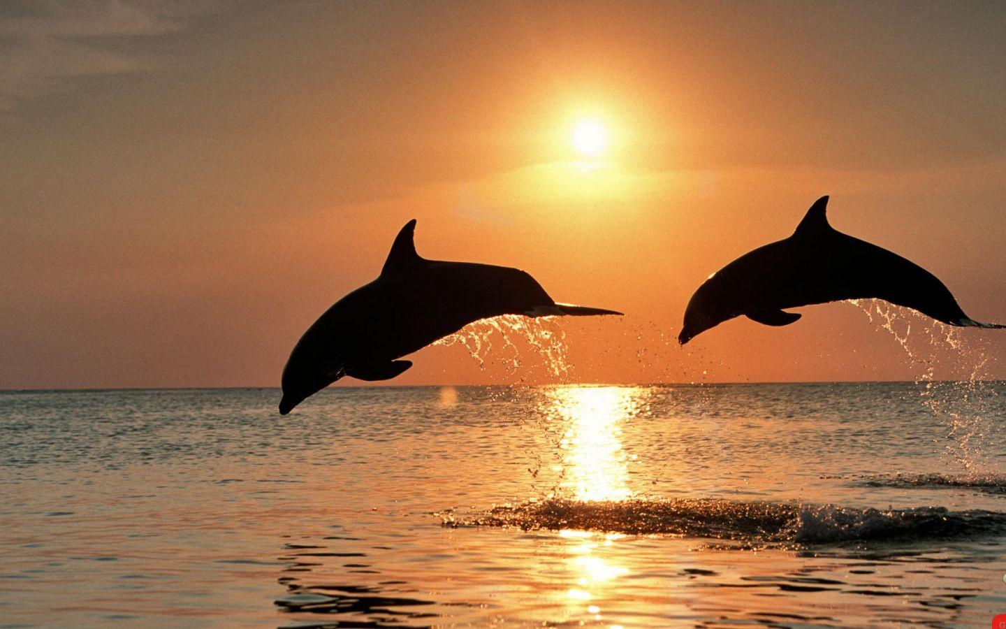1440x900 Free download wallpaper cute ocean .