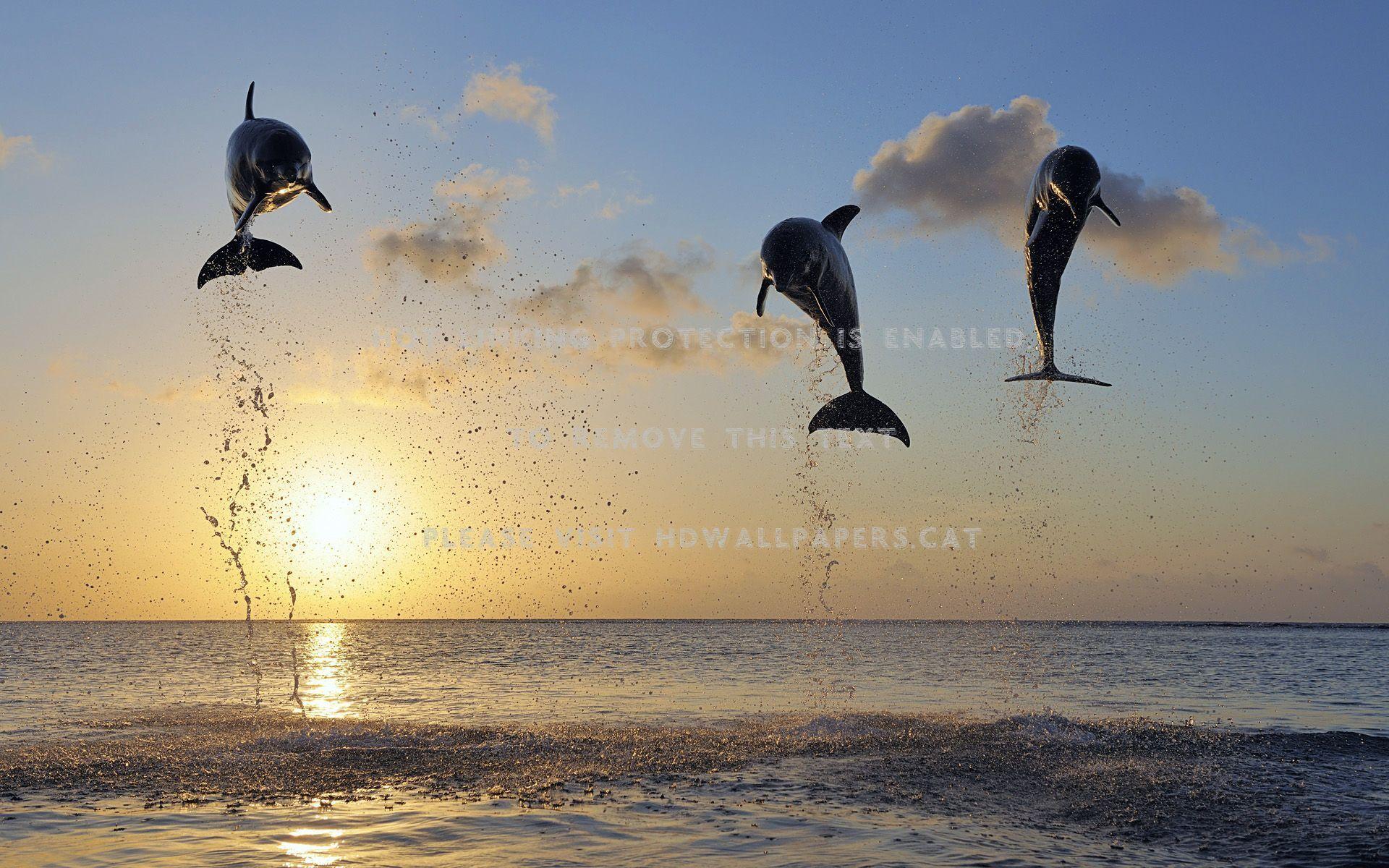 1920x1200 dolphins landscape HD nature wild cute seahdwallpaper.cat