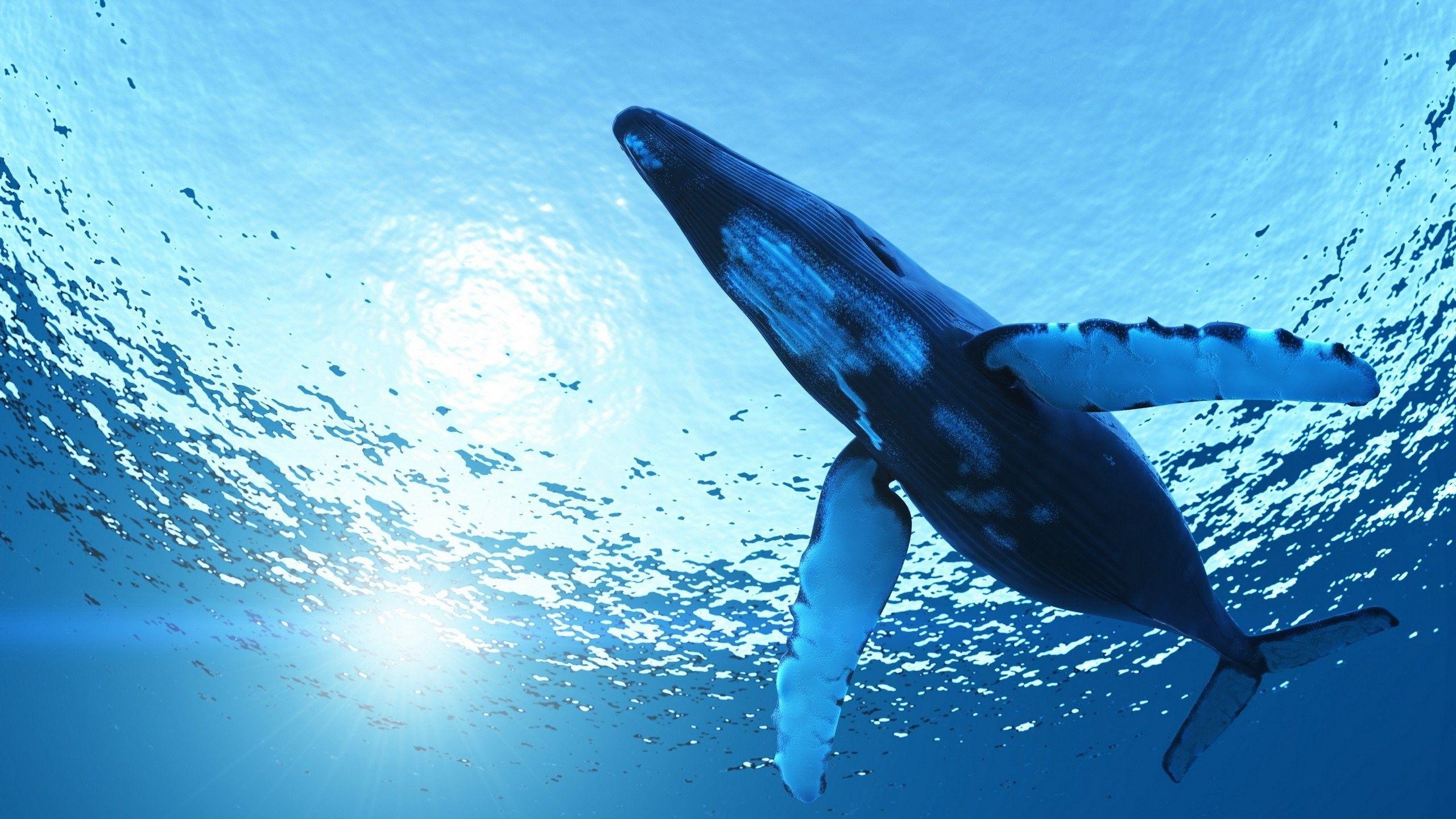 2560x1440 Ocean, Download, Blue, Fish, HD .