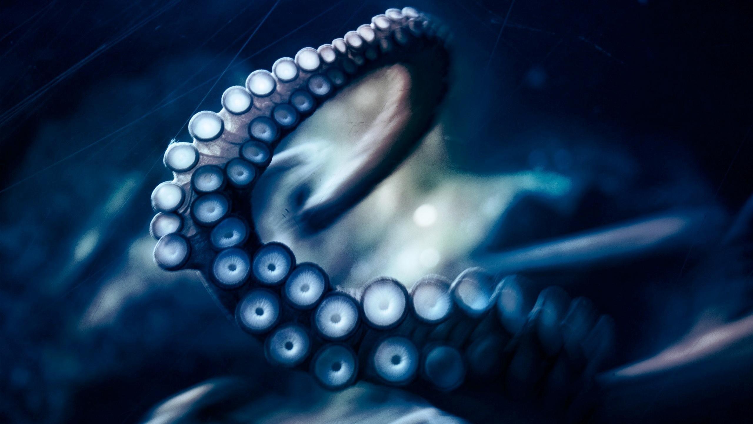 2560x1440 Octopus wallpaper 2560x1440 desktop .