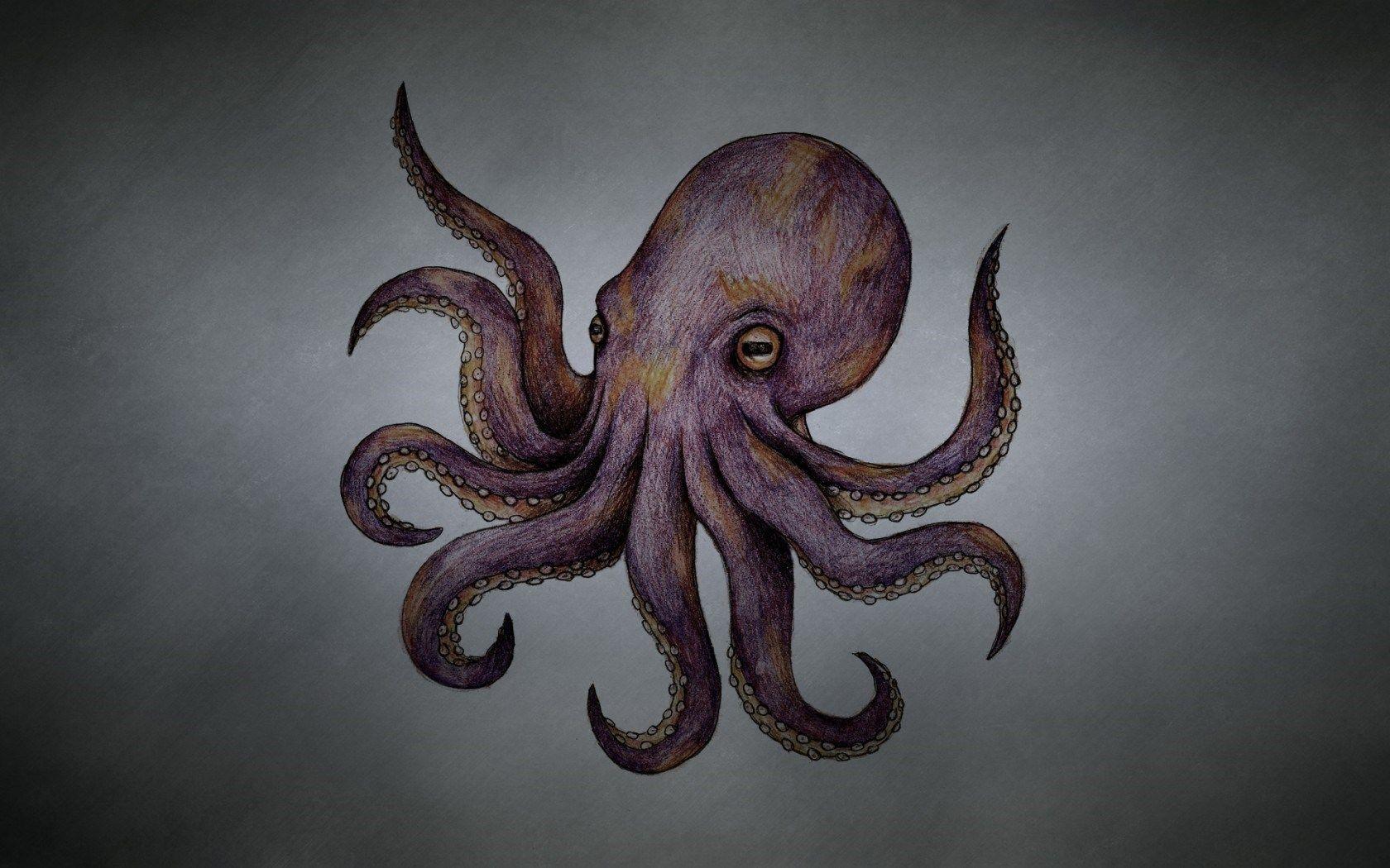1680x1050 Octopus Wallpaper 1680x1050 .