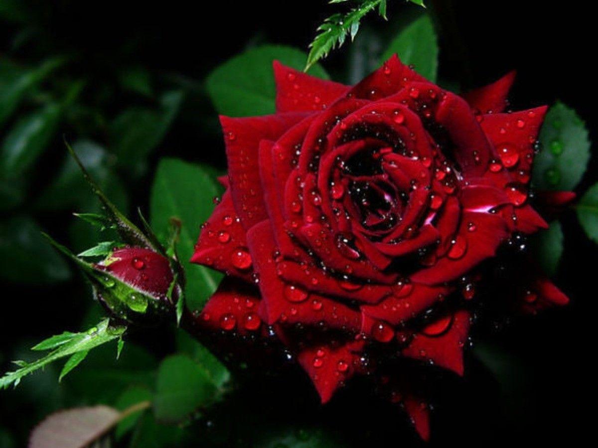 1200x900 HD Nature Wallpaper, Natural, Love .