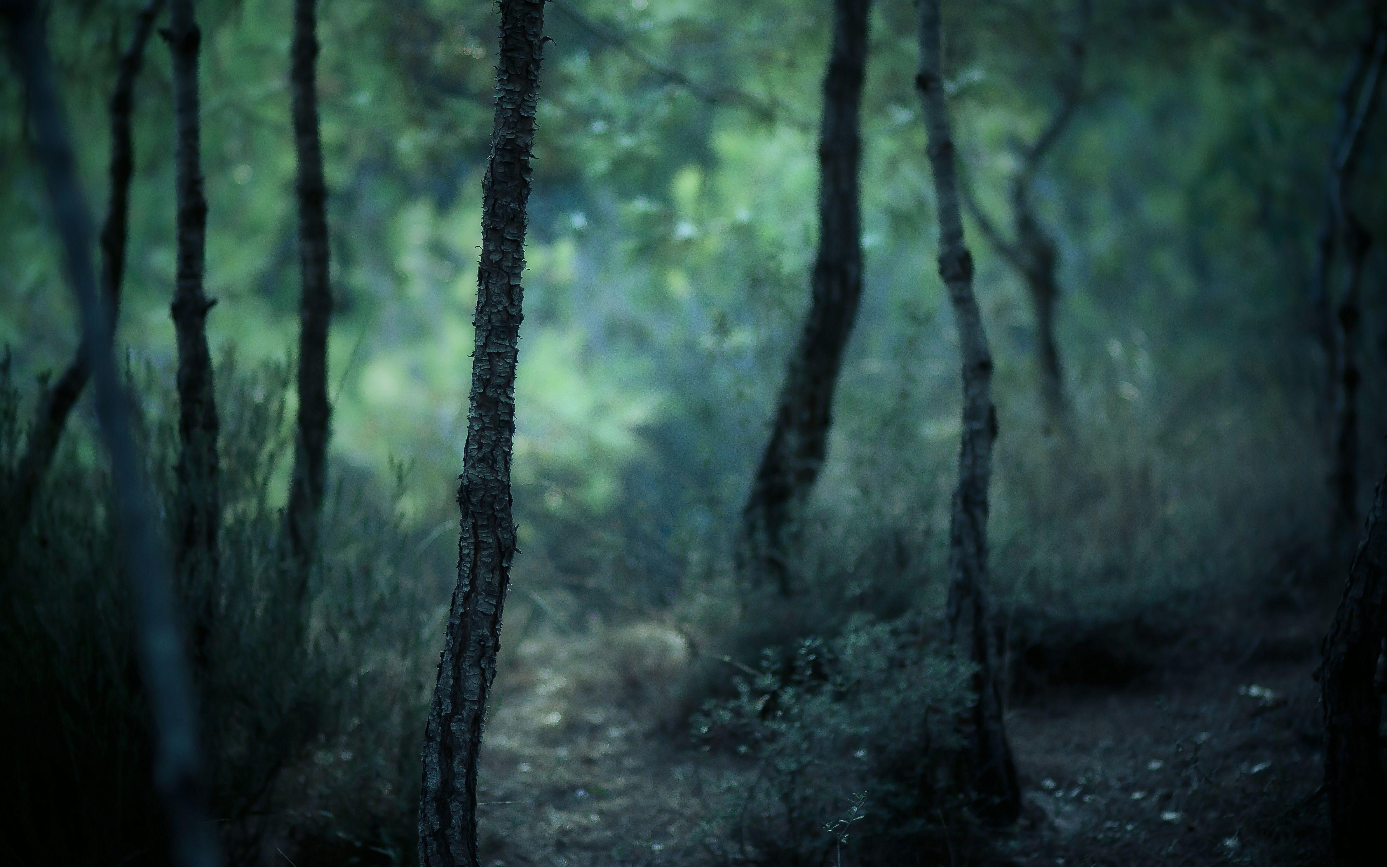 4752x2970 Free download Misty Forest Computer .