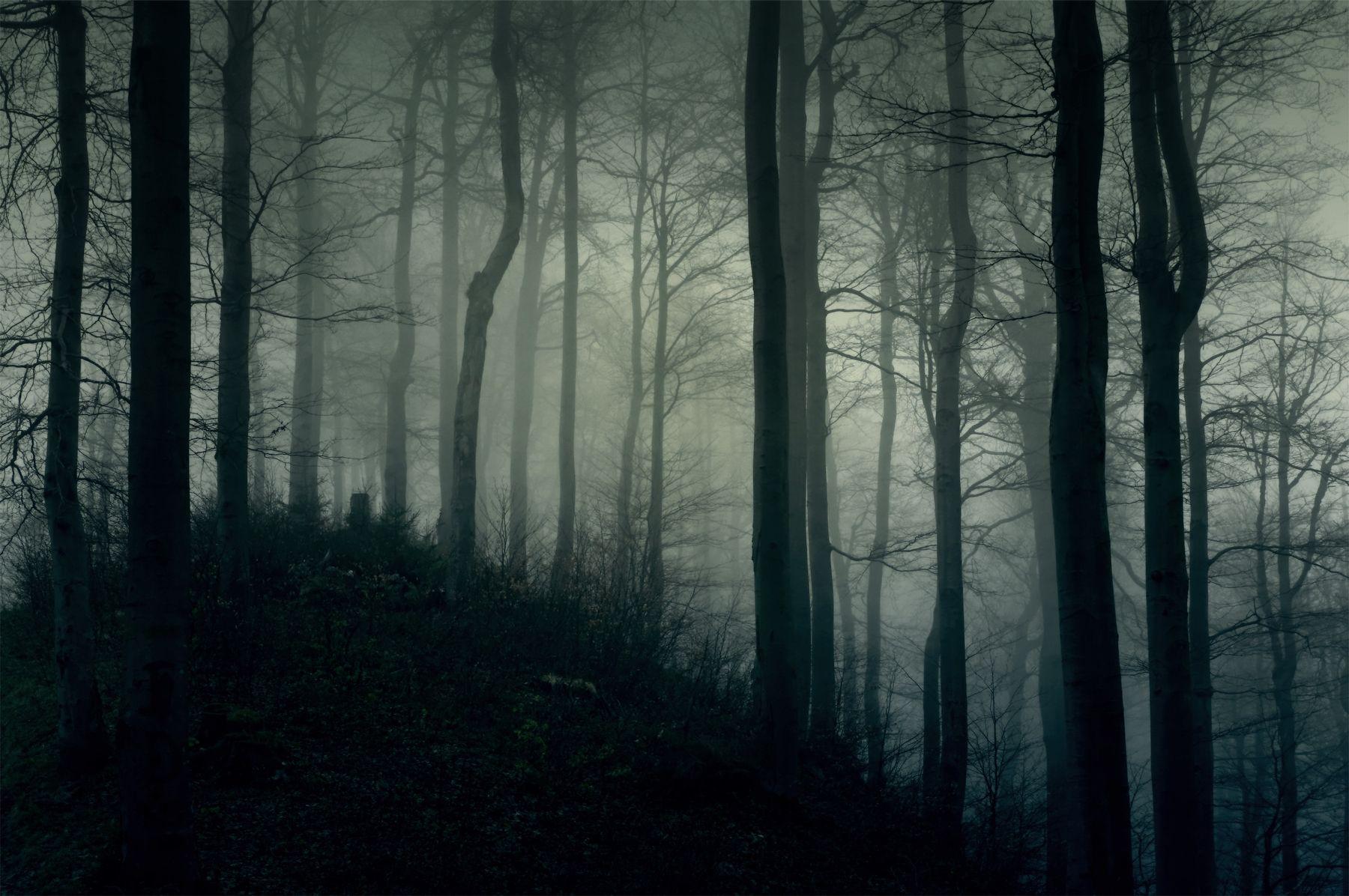 Dark Forest Fog Wallpapers - Top Free Dark Forest Fog Backgrounds ...