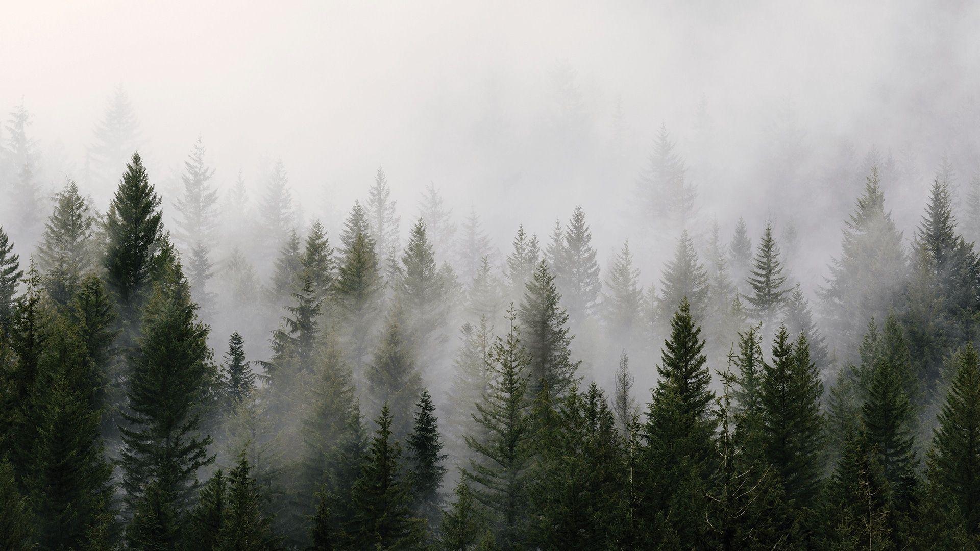 1920x1080 Forest Wallpaperwallpaper.dog