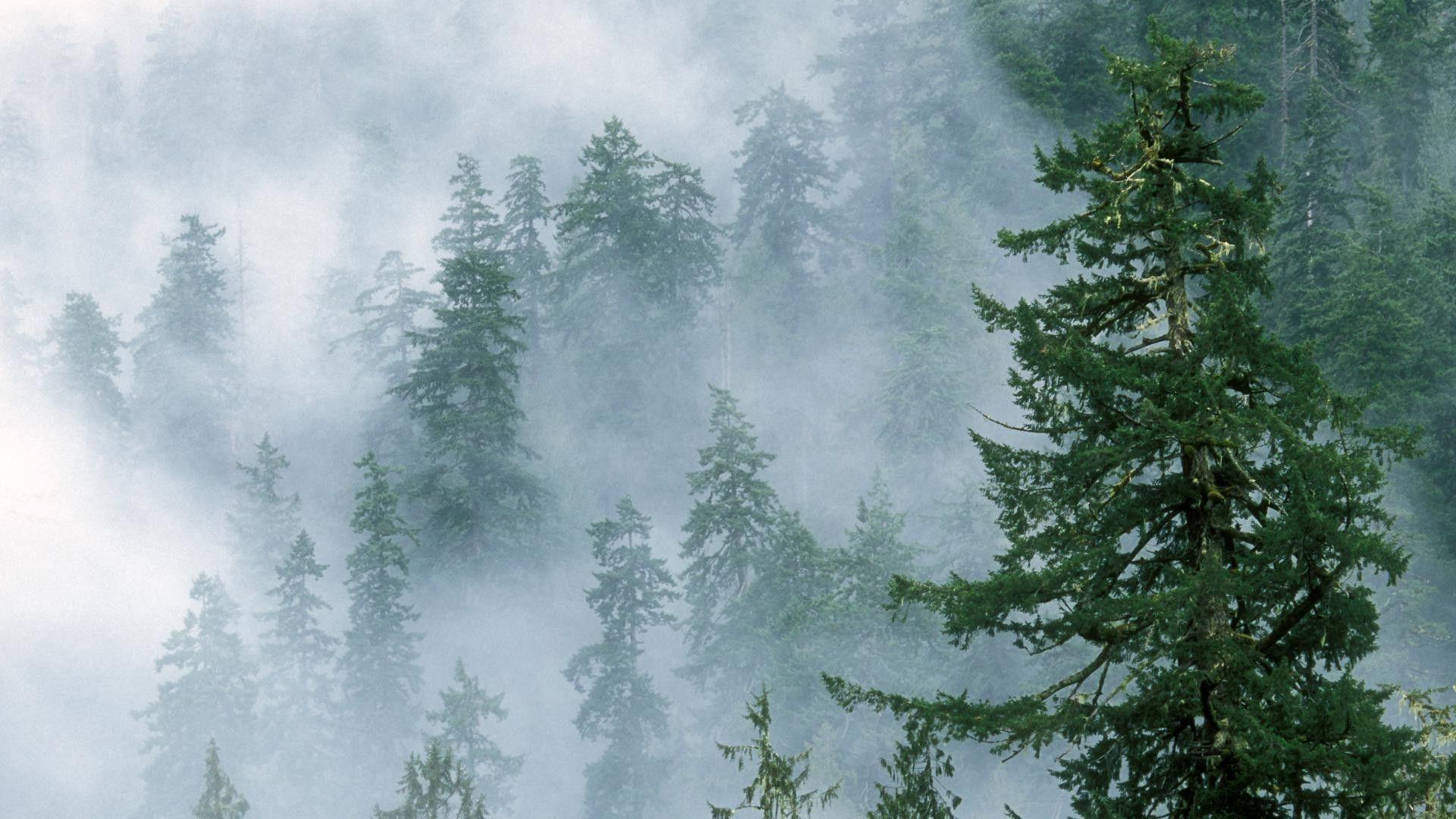 1920x1080 Foggy Forest Wallpaper .