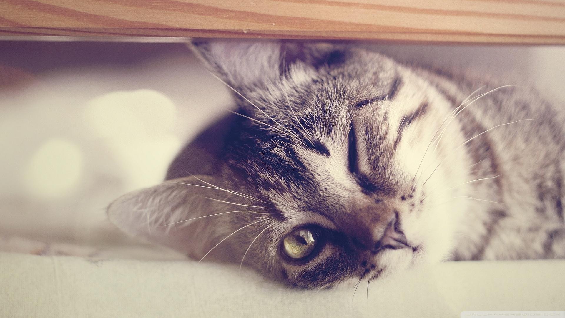 1920x1080 Lazy Cat