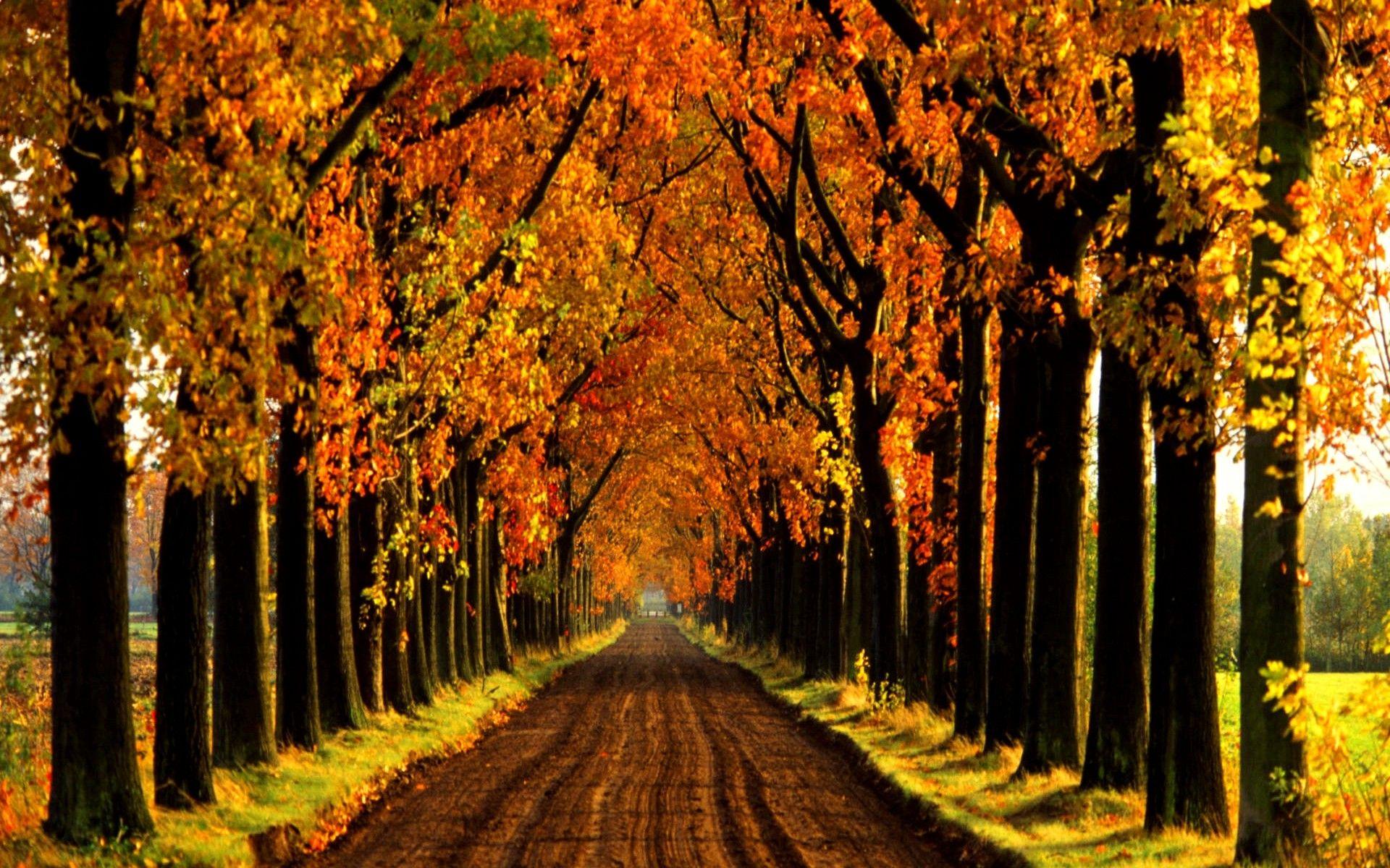 1920x1200 Forests: Alley Autumn Lined Tree Lane Holland Forest Wallpaper